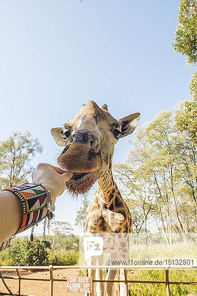 Fütterung einer Giraffe in Nairobi  Kenia  Ostafrika  Afrika