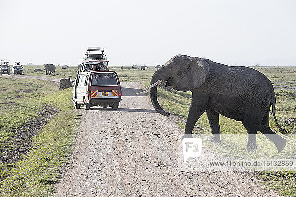 Elefant beim Überqueren der Straße im Amboseli-Nationalpark  Kenia  Ostafrika  Afrika