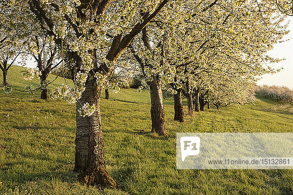 Kirschblüte in Obereggenen  Breisgau  Schwarzwald  Baden Württemberg  Deutschland  Europa