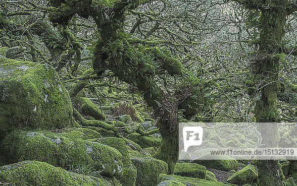 Die charakteristischen knorrigen  mit Moos und Farn bewachsenen Eichen in Wistman's Wood  in der Nähe von Princetown  Devon  England  Vereinigtes Königreich  Europa