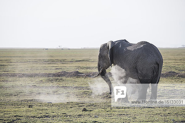 Elefant besprüht sich selbst mit Staub im Amboseli-Nationalpark  Kenia  Ostafrika  Afrika