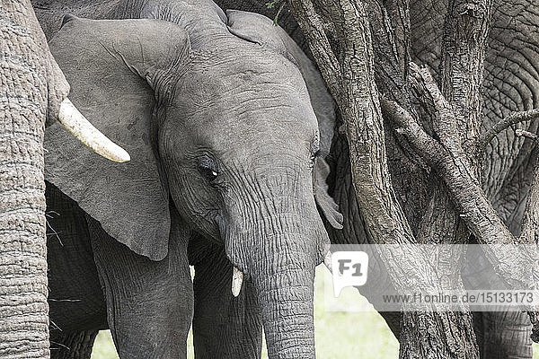 Junger Elefant  Maasai Mara  Kenia  Ostafrika  Afrika