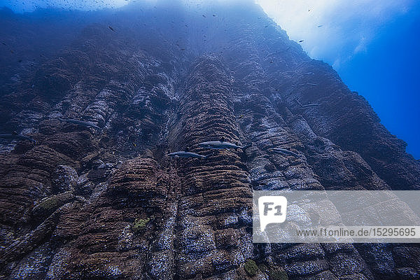 Weisse Spitzenhaie schwimmen entlang Roca Partida  Revillagigedo-Inseln  Socorro  Baja California  Mexiko