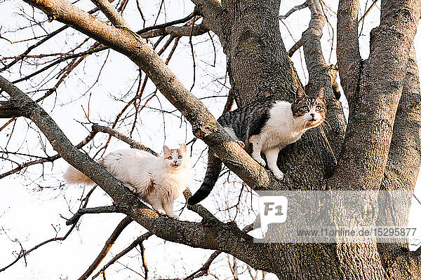 Zwei Katzen  die aus nackten Baumästen herausschauen