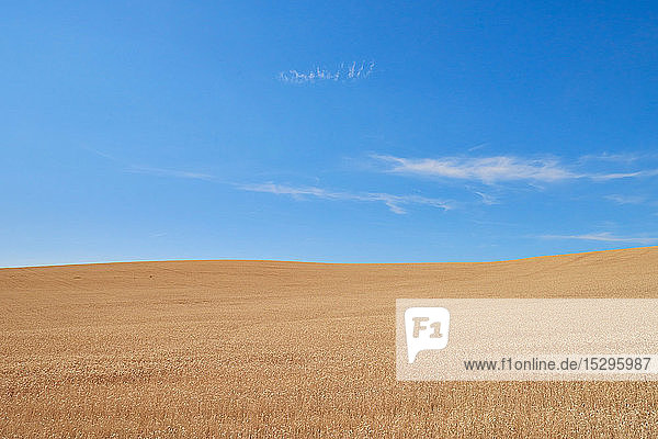 Blue skies over wheat field  Tensed  Idaho  United States