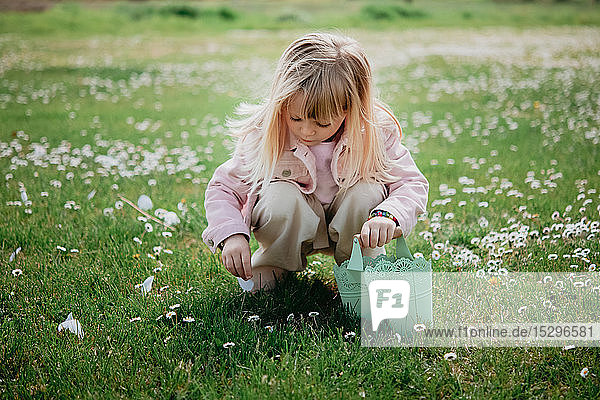 Cute girl in field with basket picking flower petal  Arezzo  Tuscany  Italy