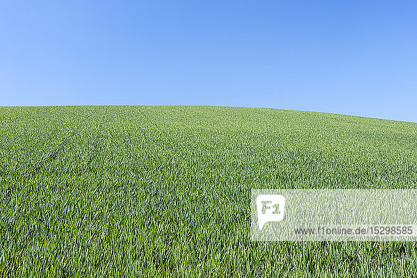 Spanien  Andalusien  Blick auf grünes Weizenfeld vor blauem Himmel