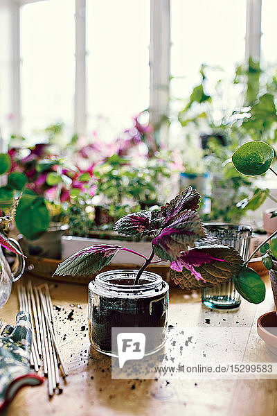Pflanze im Glas inmitten von Schmutz auf dem Tisch zu Hause