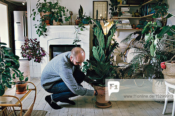 Man positioning potted plant on hardwood floor in room at home