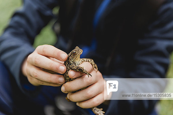 Boy's hands holding toad Cairngorms Scotland UK