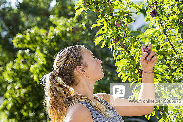 Ein junges Mädchen pflückt Pflaumen vom Baum