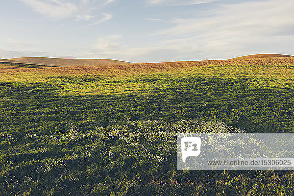 Rolling field of lentils and wheat  daisies in foreground at dusk  Whitman County  Palouse  Washington  USA.