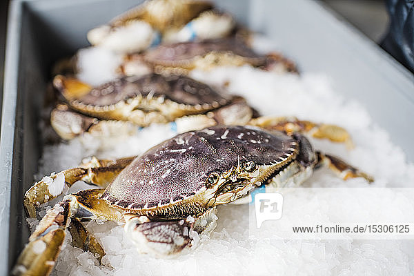 Group of fresh caught crab shellfish on ice at a fish market.