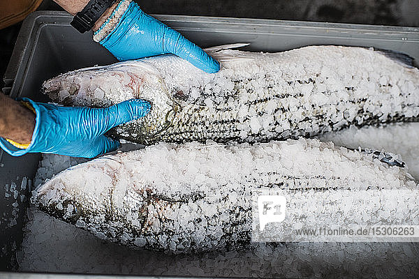Zwei frische Fische an einem mit Eis und Salz bedeckten Fischmarktstand.