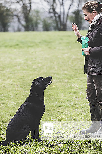 Frau steht im Freien auf einem Feld  ein Hundetrainer gibt dem Schwarzen Labradorhund das Kommando.