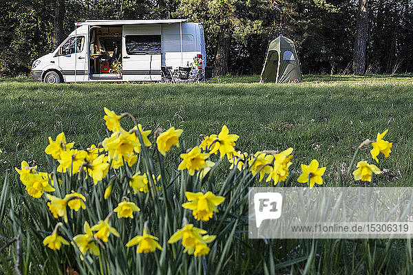 Nahaufnahme von gelben Narzissen im Frühling  Wohnmobil in der Ferne geparkt.