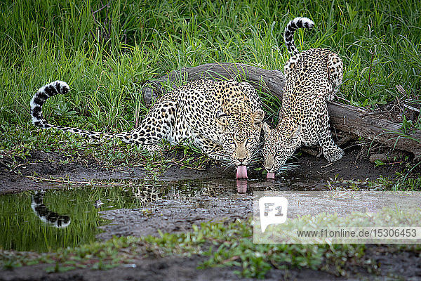 Eine Leopardenmutter  Panthera pardus  und ihr Junges kauern sich hin und schöpfen Wasser  direkter Blick  grüner Hintergrund.