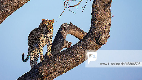 Ein Leopardenmännchen  Panthera pardus  steht auf dem Ast eines Baumes  schaut aus dem Rahmen  himmelblauer Hintergrund