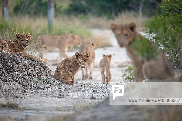 Löwenbabys  Panthera leo  sitzen im grauen Sand  direkter Blick