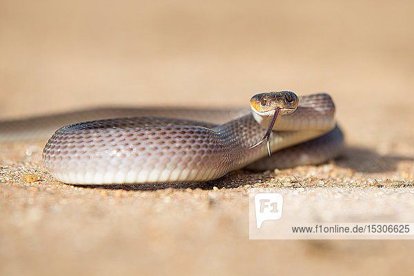 Eine Herold-Schlange  Crotaphopeltis hotamboeia  windet sich im Sand  direkter Blick mit ausgestreckter Zunge