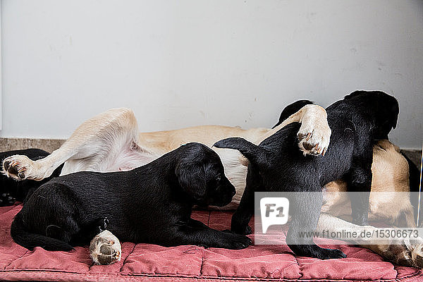 Goldener Labrador liegt auf dem Boden und spielt mit zwei schwarzen Labrador-Welpen.