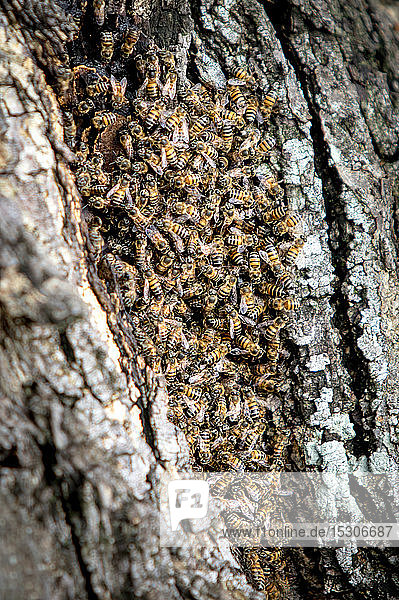 Afrikanische Bienen  Apis mellifera capensis  versammeln sich auf ihrem Bienenstock in der Rinde eines Baumes.