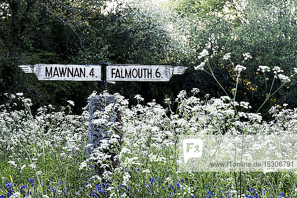Traditioneller weißer Wegweiser nach Mawnan und Falmouth in Cornwall  umgeben von weißen und blauen Wildblumen.