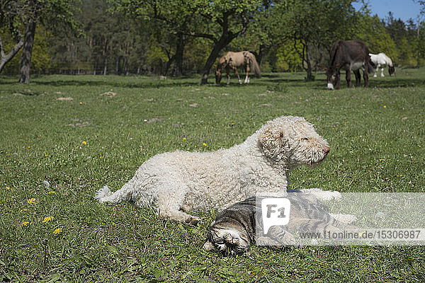 Katze und Hund liegen in sonnigen ländlichen Frühling Feld mit Pferden im Hintergrund