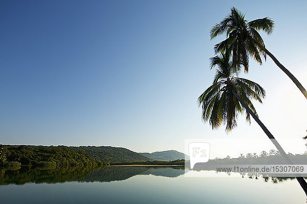 Palmen über einem ruhigen  idyllischen und sonnigen See  Platinitos  Nayarit  Mexiko