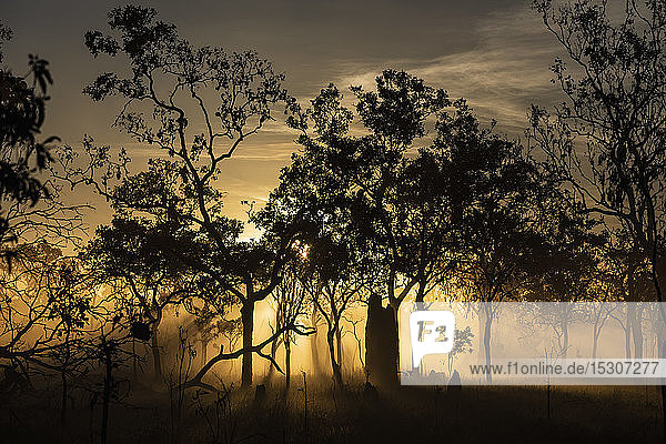 Ätherischer Sonnenaufgang hinter silhouettierten Bäumen,  Kakadu National Park,  Australien