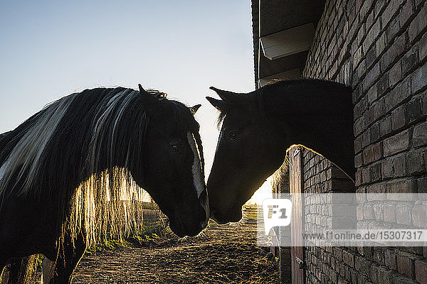 Zärtliche Pferde von Angesicht zu Angesicht am Fenster des Stalls