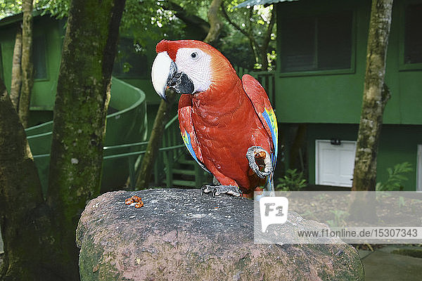 Porträt tropischer roter Papagei auf Felsen  Roatan  Honduras