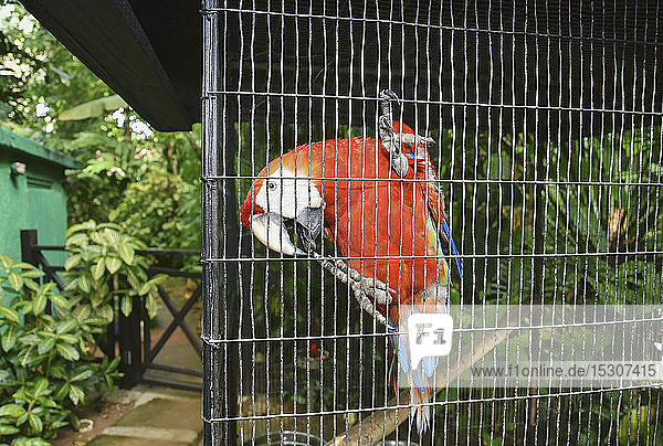 Porträt tropischer roter Papagei auf dem Zaun  Ocho Rios  Jamaika