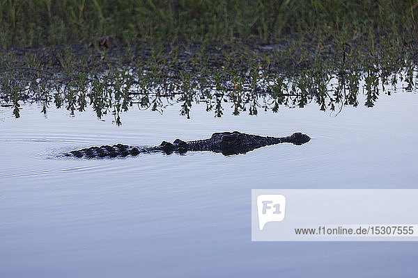 Salzwasserkrokodil schwimmt in einem ruhigen Sumpfgebiet, Kakadu National Park, Australien