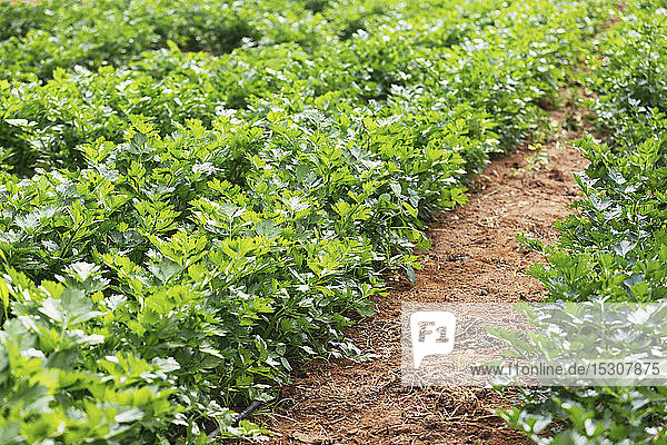 Vibrant green organic celery plants growing in vegetable garden
