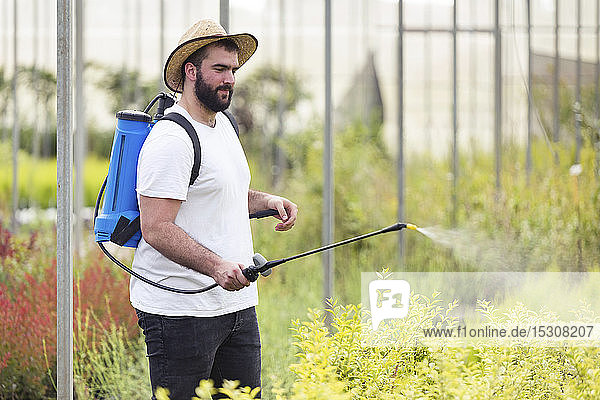 Young man spraying herbicide on plants in the greenhouse