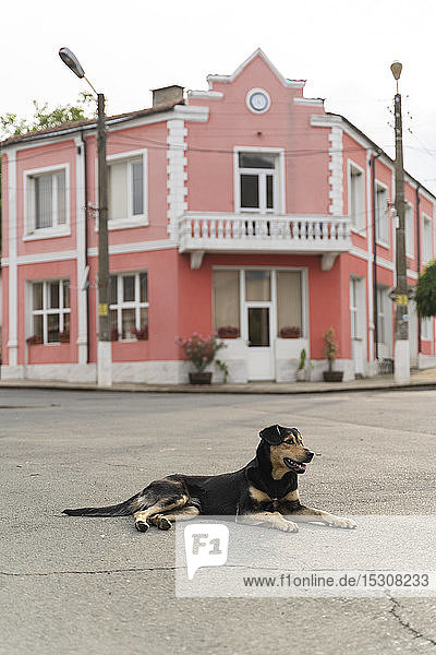 Hund auf der Straße in einer Kleinstadt  Kosti  Bulgarien