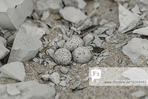 Eier von Wildvögeln auf Steinen am Strand  Byala  Bulgarien
