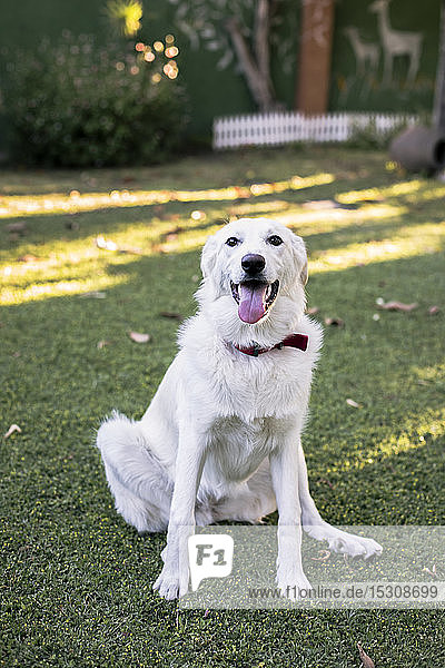 Porträt eines weißen Hundes der auf einer Wiese im Garten sitzt