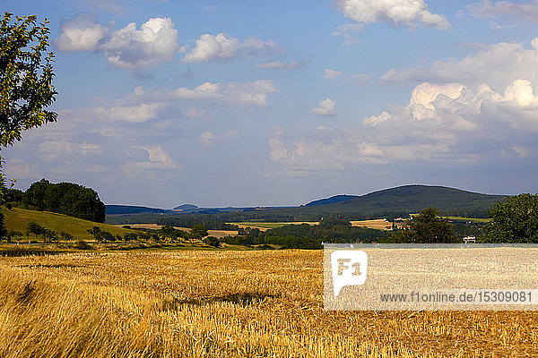 Szenische Ansicht eines landwirtschaftlichen Feldes in der Oberlausitz   Sachsen  Deutschland