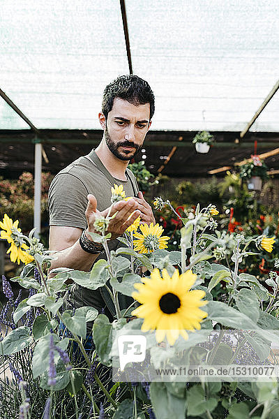 Arbeiter in einem Gartencenter bei der Kontrolle einer Sonnenblume