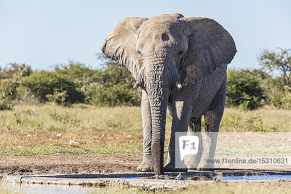 Namibia  Etoscha-Nationalpark  Afrikanischer Elefant am Wasserloch