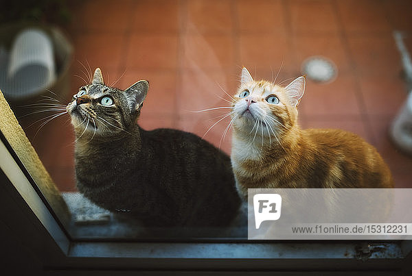 Porträt von zwei gestromten Katzen die hinter einer geschlossenen Balkontür warten