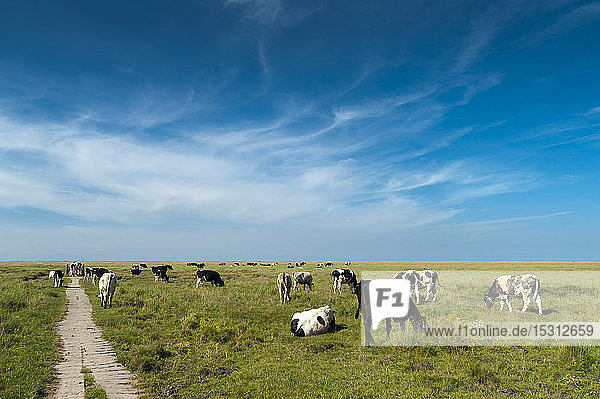 Deutschland Schleswig-Holstein Sankt Peter-Ording Blick vom Deich auf die Salzwiese mit einer Kuhherde