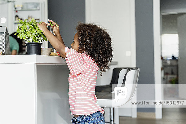 Girl plucking basil leaves in kitchen
