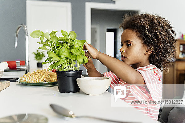 Girl plucking basil leaves in kitchen