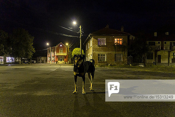 Hund auf der Straße in einer Kleinstadt bei Nacht  Kosti  Bulgarien