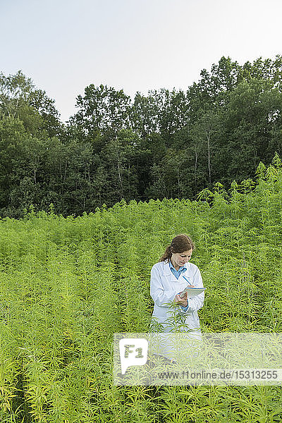 Scientist taking notes in a hemp plantation