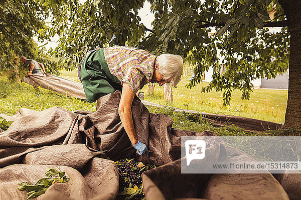 Senior woman sorting harvested cherries in orchard