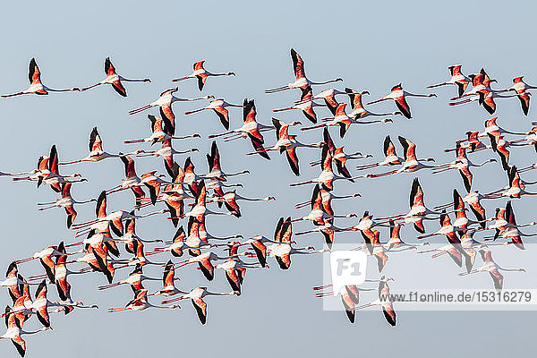 Namibia  Etoscha-Nationalpark  Großer Flamingo (Phoenicopterus ruber  fliegender Vogelschwarm